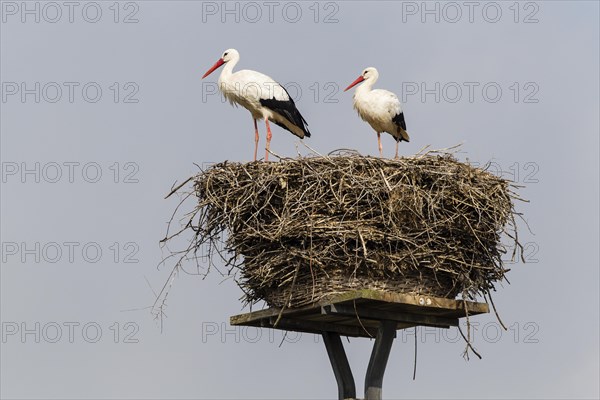 White storks (Ciconia ciconia) on the nest