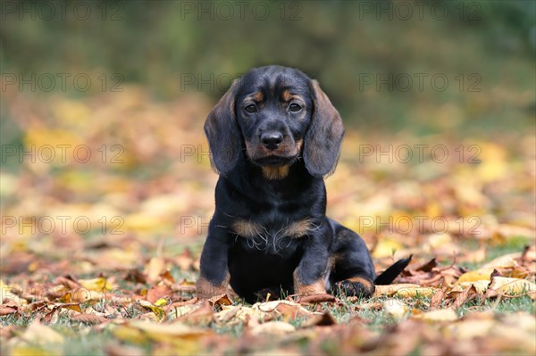 Roughhaired dachshund (Canis lupus familiaris) Puppy