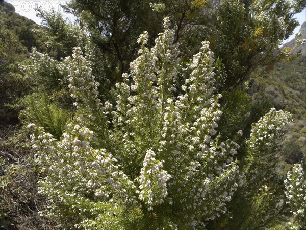 Tree Heath (Erica arborea)