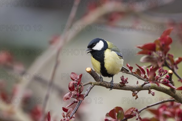 Great Tit (Parus major)