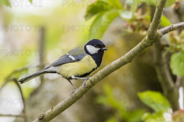 Great Tit (Parus major)