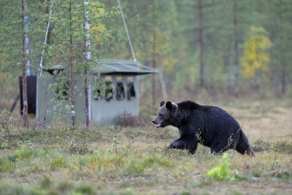 Brown Bear (Ursus arctos) in the autumnally coloured taiga or boreal forest