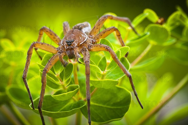 Raft Spider (Dolomedes fimbriatus) on Marsh Spurge (Euphorbia palustris)