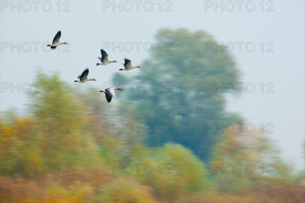 Flock of Greylag Geese (Anser anser) in flight