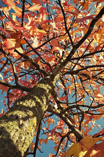 Silver Maple (Acer saccharinum) in autumn