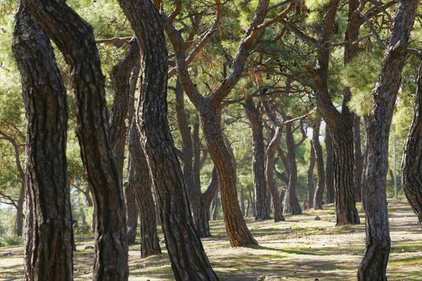 Pine forest