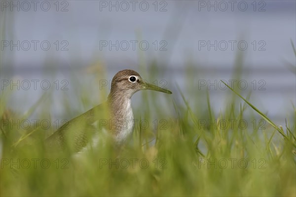 Sandpiper (Actitis hypoleucos)