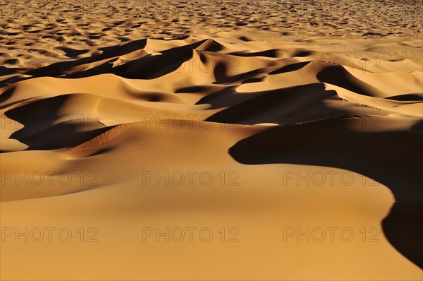 Morning light on the sanddunes at Erg Tihoulahoun