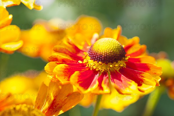 Sneezeweed (Helenium)