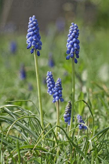 Flowering Grape Hyacinths (Muscari botryoides)