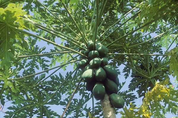 Papaya (Carica papaya)