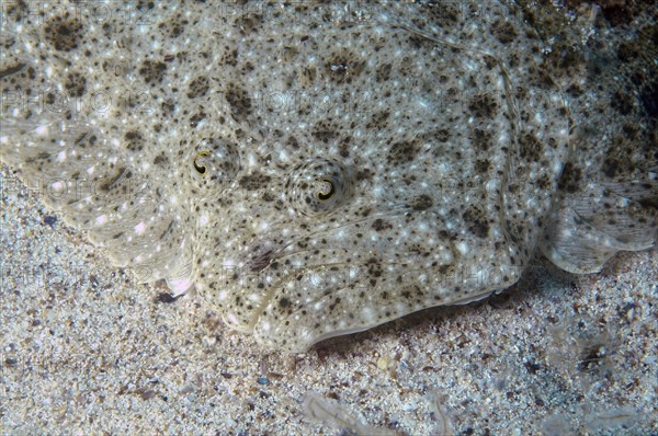 Black-Sea Turbot