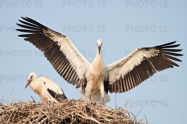 Young White Storks (Ciconia ciconia) during flight training on a nest