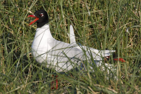 Mediterranean Gull (Ichthyaetus melanocephalus) on the nest