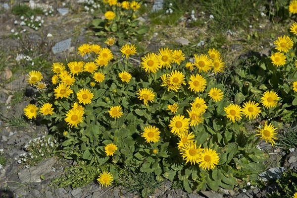 Doronicum (Doronicum grandiflorum)