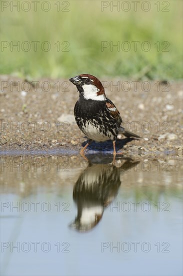 Spanish Sparrow or Willow Sparrow (Passer hispaniolensis)