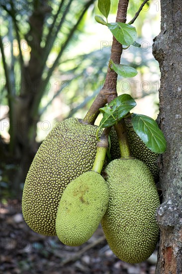 Jackfruit or Jack Tree (Artocarpus heterophyllus)