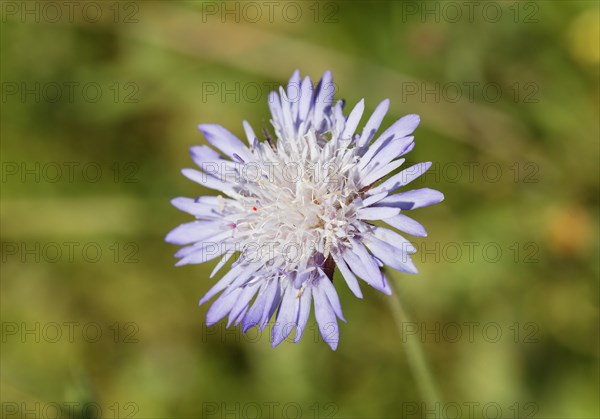 Whole-leaved Scabious (Knautia integrifolia)