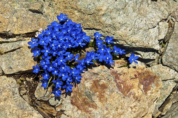 Spring Gentian (Gentiana verna)