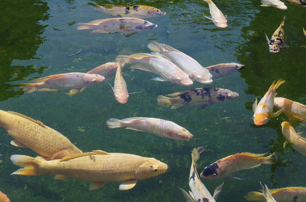 Koi Carps (Cyprinus carpio) in the holy spring of Pura Tirta Empul spring sanctuary