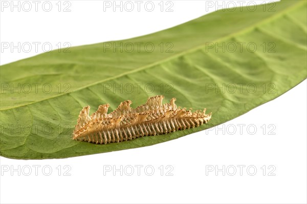 Eye-catchingly shaped egg sac of an unknown insect species