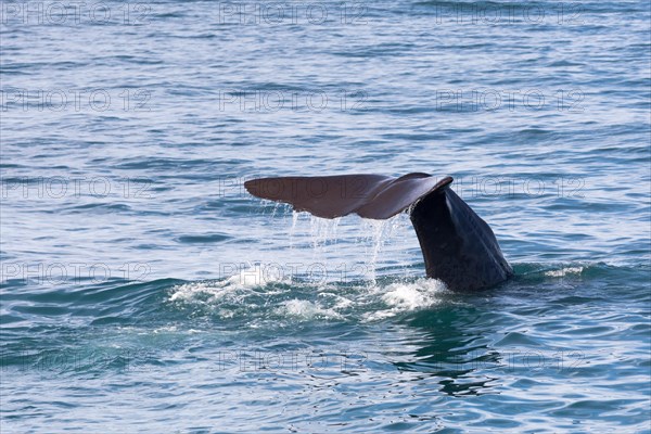 Fluke of a Sperm Whale (Physeter macrocephalus) while diving