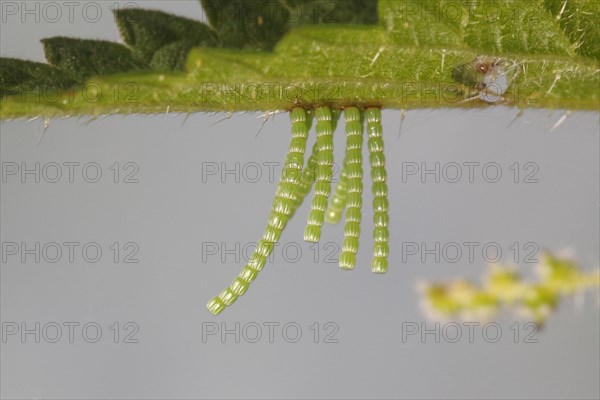 Long strings of eggs from the Map butterfly (Araschnia levana) on a nettle leaf