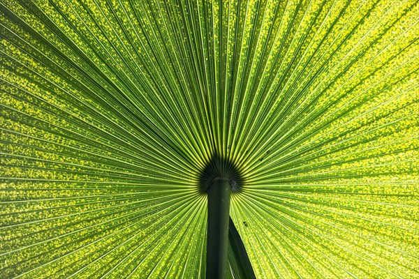 Chinese Windmill Palm (Trachycarpus fortunei)