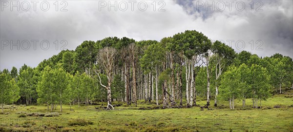 Green forest of Common Aspen or Quaking Aspen (Populus tremula)