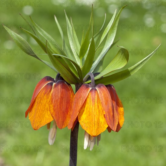 Crown Imperial Fritillary