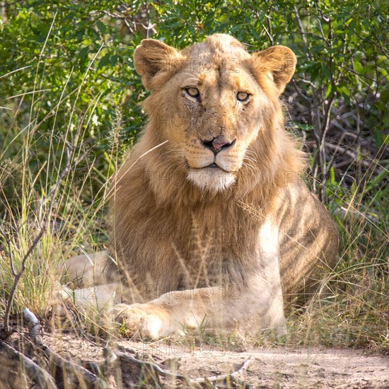 African Lion (Panthera leo)