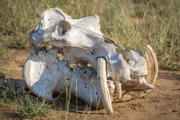 Skull of a Hippo (Hippopotamus amphibius)