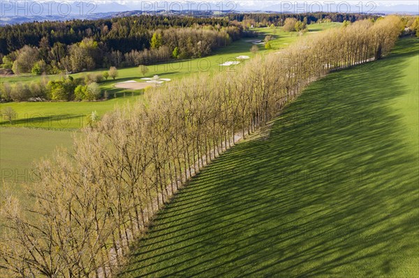 Tree row with long shadows