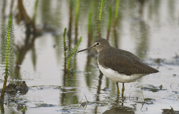 Green Sandpiper (Tringa ochropus)