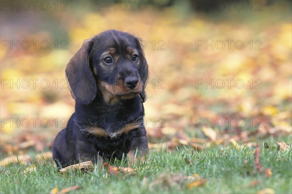 Roughhaired dachshund (Canis lupus familiaris) Puppy