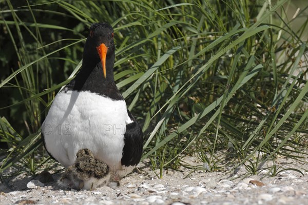 Eurasian Oystercatcher (Haematopus ostralegus)