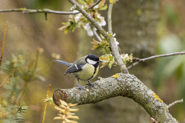 Great Tit (Parus major)