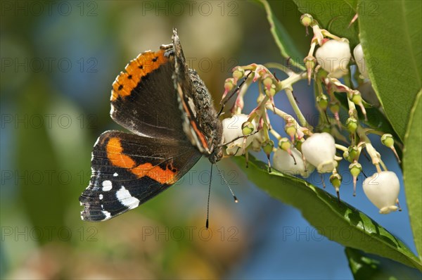 Red Admiral (Vanessa atalanta)