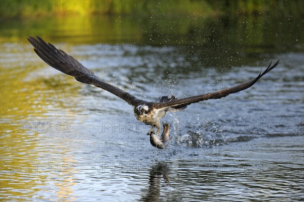 Osprey (Pandion haliaetus) in flight with Rainbow Trout (Oncorhynchus mykiss) as prey