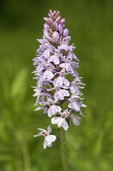 Heath Spotted Orchid or Moorland Spotted Orchid (Dactylorhiza maculata)