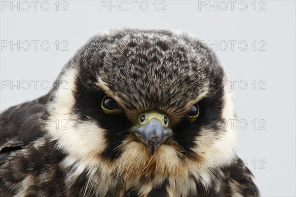 Eurasian Hobby (Falco subbuteo)