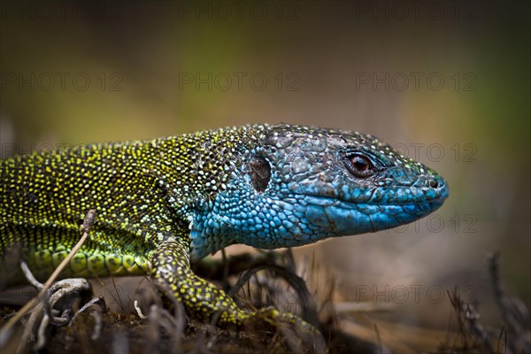 Eastern Green Lizard (Lacerta viridis)