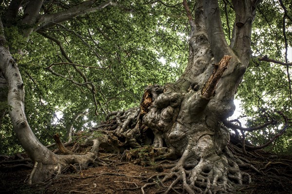 Ancient Beech (Fagus) in a forest