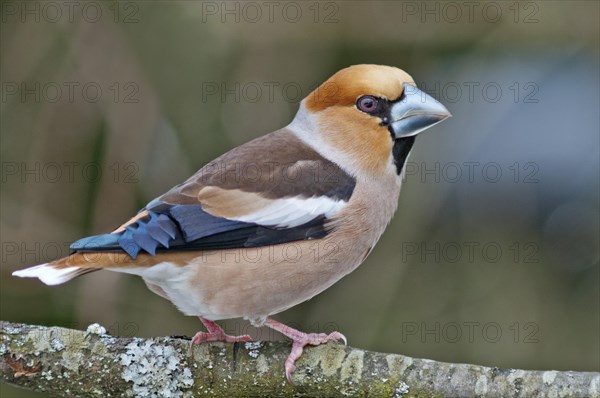 Hawfinch (Coccothraustes coccothraustes)