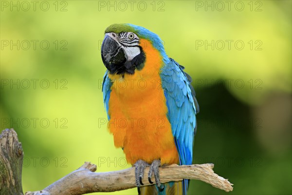 Blue and Yellow Macaw (Ara ararauna)