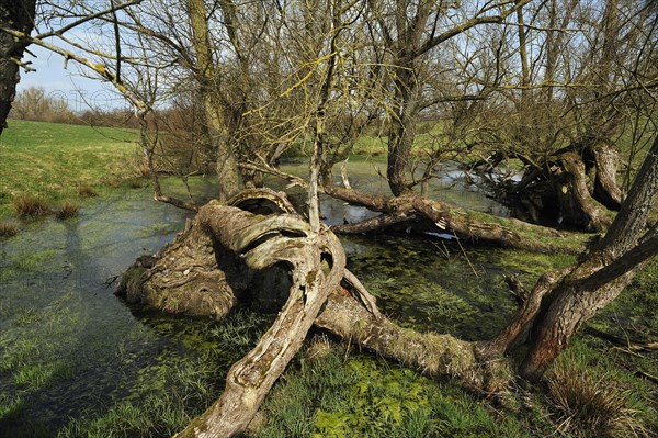 Old willow trees (Salix) at a dead ice kettle hole