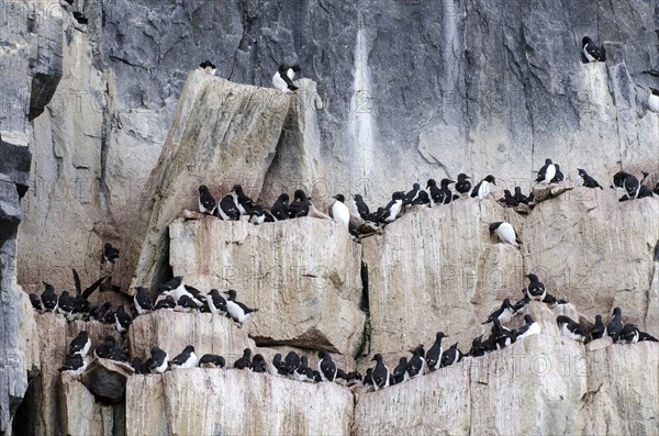 Thick-billed Murres or Bruennich's Guillemots (Uria lomvia) at the bird cliffs of Alkefjellet