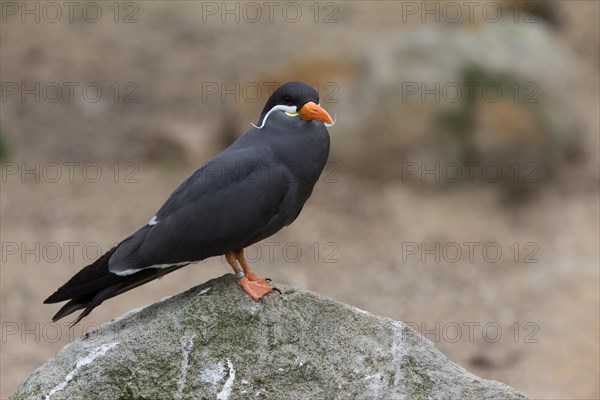 Inca Tern (Larosterna inca)