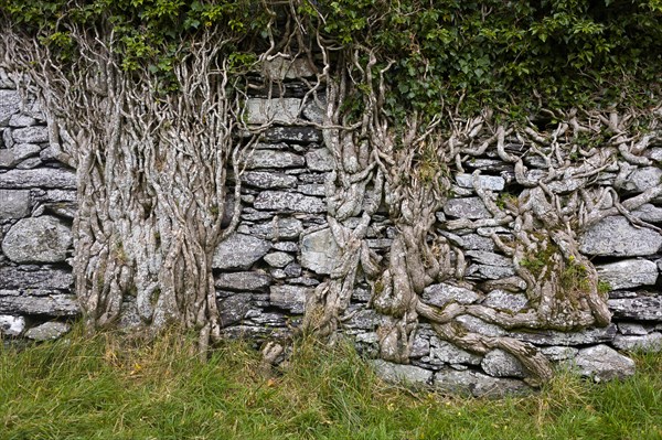 Old brick wall overgrown with ivy roots on Ballycarbery Castle