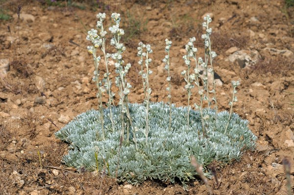 Wormwood (Artemisia sp.)